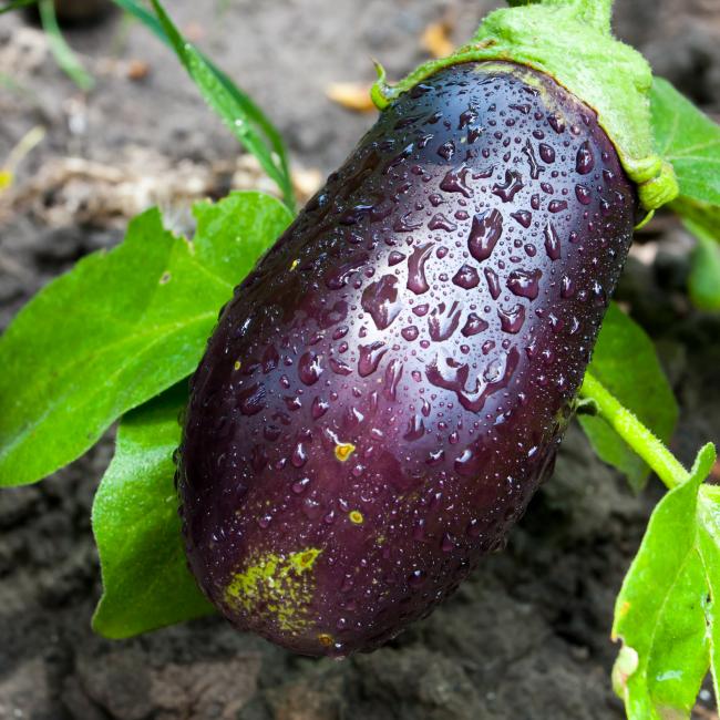 Aubergine