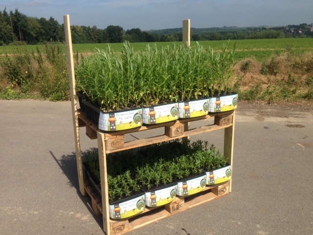 Cabane en saule Display